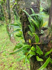 Lepisorus monilisorus