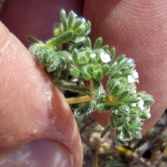 Eremocarya micrantha