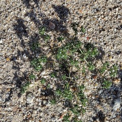 Eremocarya micrantha