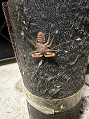 Acanthophrynus coronatus