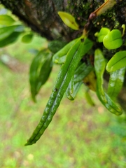 Lepisorus monilisorus