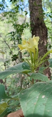 Ruellia jaliscana