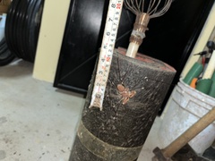 Acanthophrynus coronatus