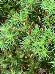 Polytrichum juniperinum