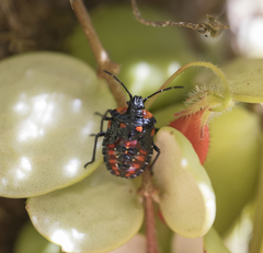 Phorbanta variabilis