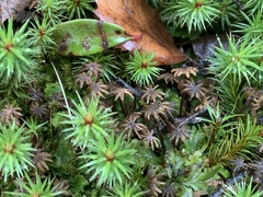 Polytrichum juniperinum