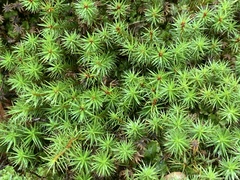 Polytrichum juniperinum