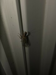 Raphidiidae