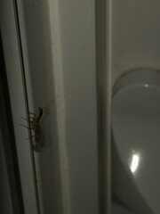 Raphidiidae