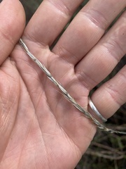Elymus glaucus