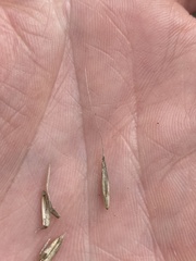 Elymus glaucus