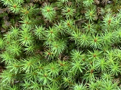 Polytrichum juniperinum