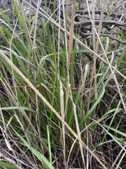 Elymus glaucus