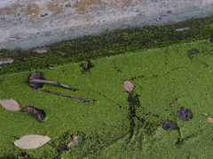 Lemna aequinoctialis