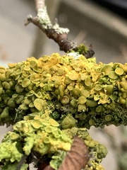 Xanthomendoza hasseana