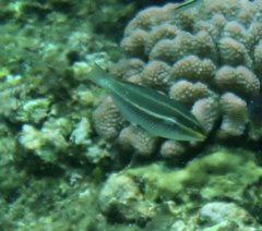 Stethojulis bandanensis