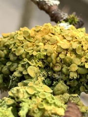 Xanthomendoza hasseana