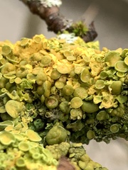 Xanthomendoza hasseana