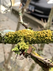 Xanthomendoza hasseana