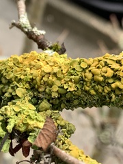 Xanthomendoza hasseana