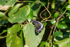 Kaniska canace drilon