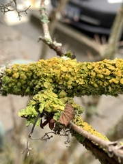 Xanthomendoza hasseana