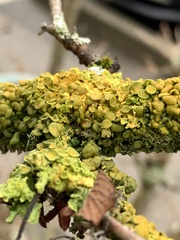 Xanthomendoza hasseana