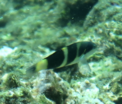 Thalassoma nigrofasciatum