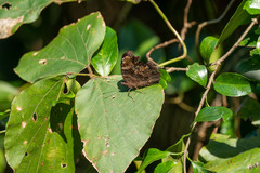 Kaniska canace drilon