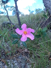 Kielmeyera rubriflora
