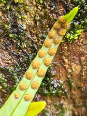 Lepisorus monilisorus