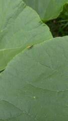 Diabrotica speciosa