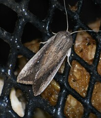 Leucania subpunctata