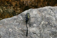 Hemigomphus heteroclytus