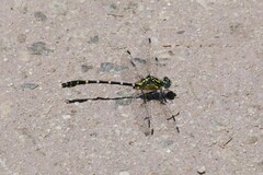Hemigomphus heteroclytus