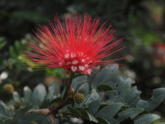 Calliandra haematocephala