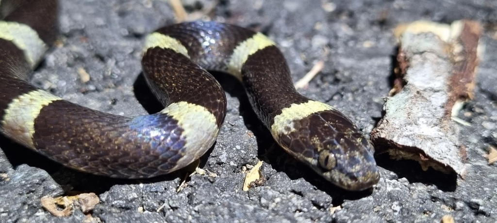 Black-Banded Cat-Eyed Snake