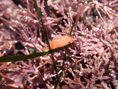 Lissothuria nutriens