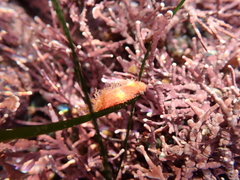 Lissothuria nutriens