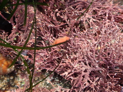 Lissothuria nutriens