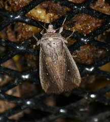 Leucania subpunctata