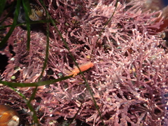 Lissothuria nutriens