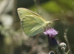 Colias alexandra