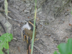 Aphrastura spinicauda