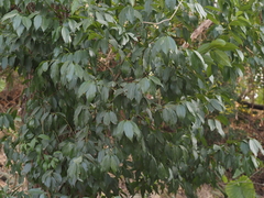 Cinnamomum osmophloeum