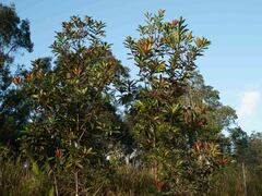 Metrosideros laurifolia