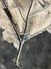 Eumesosoma