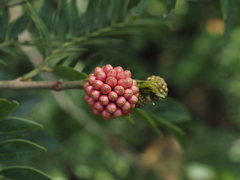 Calliandra haematocephala