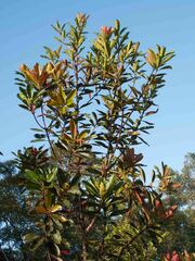 Metrosideros laurifolia