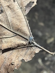 Eumesosoma